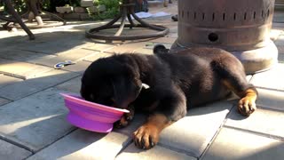 Our cute rottweiler puppy
