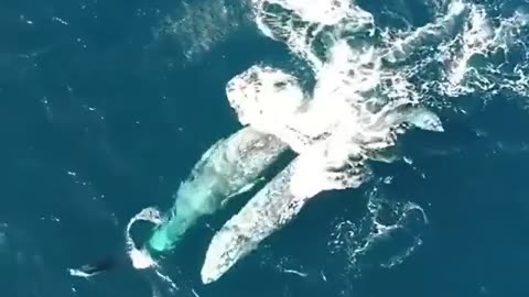 Whales and dolphins playing together in the Pacific Ocean 🐬🐳