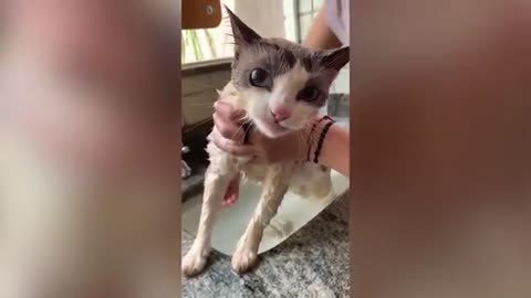 Very Funny and Cute Cat Videos to Make Your Day Better!