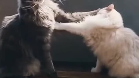 Funny cat fight video 🤣🤣 #funnycat #catfunny #catfight