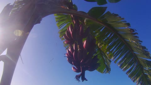 Red Banana