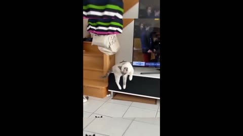 Funny animal videos 2023 - Funny cats/dogs - Funny animals -Part82/Haypyy Pett