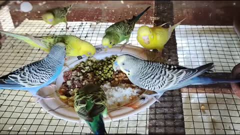 Australian Budgies Parrot Breeding Tips - Budgies Parrot Colony Cage Setup -Budgies Bird Food Listp