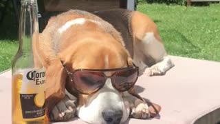 Beagle having a beer