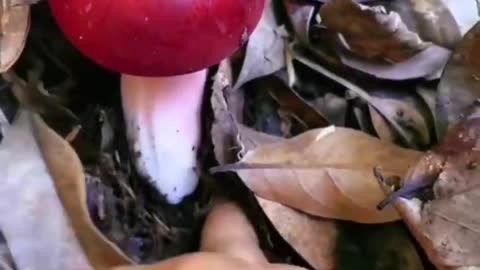 Eat a poisonous mushroom to show you the colorful world