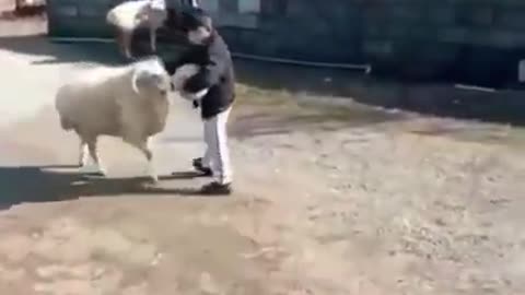 Un garçon indien entraîne ses moutons à jouer au football et à frapper le ballon avec la tête