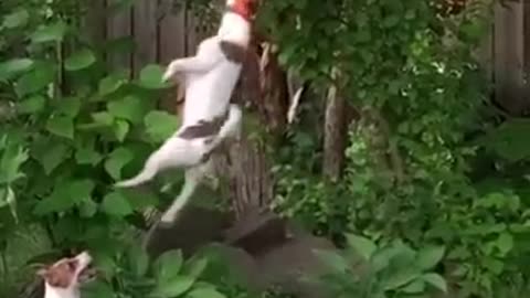 Super cute animal 🔴 funny and cute animal 2021. Funny dogs/ otra colombia