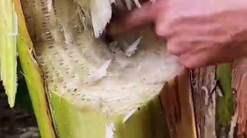 finding money in the banana tree