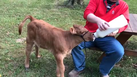 Feeding a Bottle Calf