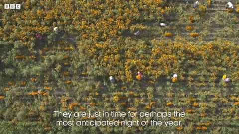 The Flower Guiding the Dead Home | The Green Planet | BBC Earth