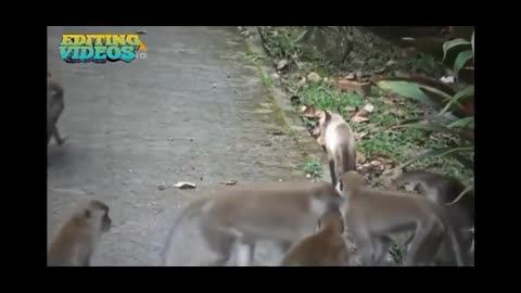 Monkey vs cat fight & funny animals video