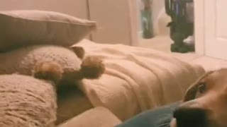 Doggy Creeps up to Toy in Slow Motion