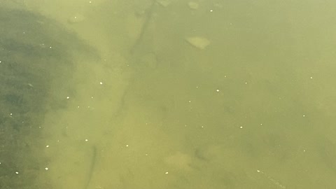 Minnows of the Humber River 49