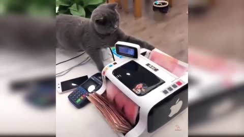 Cat and Banknotes