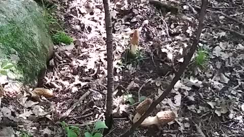 Morel mushroom foraging