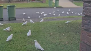 Large Flock of Corellas Caw on Front Lawn