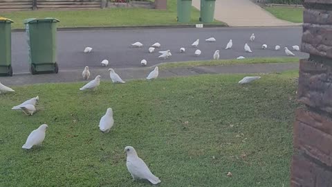Large Flock of Corellas Caw on Front Lawn