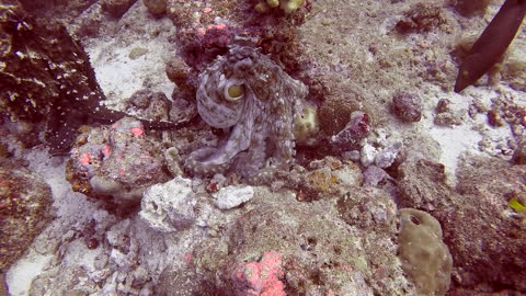 Two Octopus mating (not what you think)