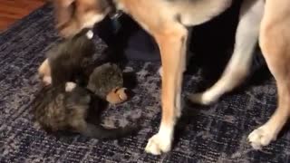 Kitten vs dog with new toy