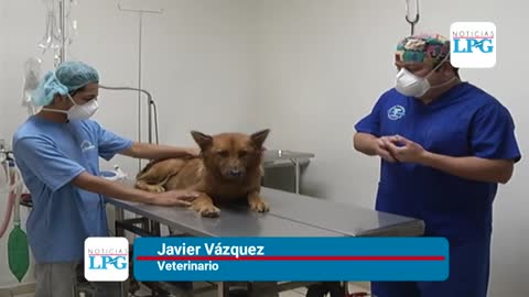 Se incrementa abandono de mascotas durante la pandemia ¡¡¡¡¡ suscríbete !!!!!