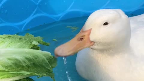Pam the Duck Has a Salad