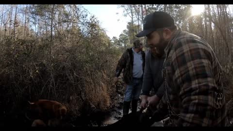 Hog Hunting With Dogs