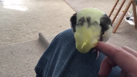 Why is Sammy the cockatiel such a spoiled bird? Hmmm. This is a Real Head Scratcher.