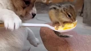 Cute baby animals Videos Compilation cute moment of the animals - Cutest Animals On Earth