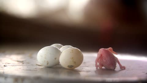 Bird animal agriculture egg,,,