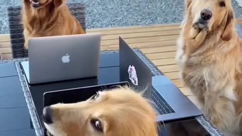 funny puppy videos try not to laugh 2022,try not to