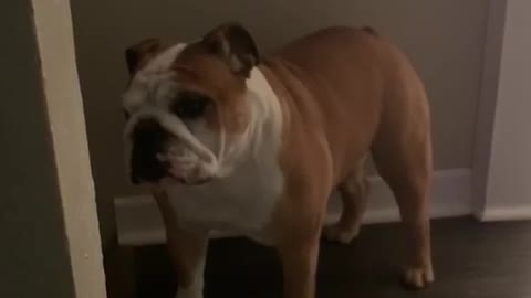 That Sound Came Out of a Bulldog?