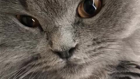 Persian russian blue cat pretty face