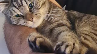 Goku the Cat Wants Cuddles