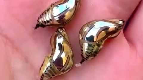 Pupae Of The South American Butterfly Mechanitis Polymnia. | Interesting Facts #Shorts #topchannel