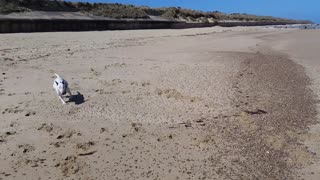 English bull terrier at the beach