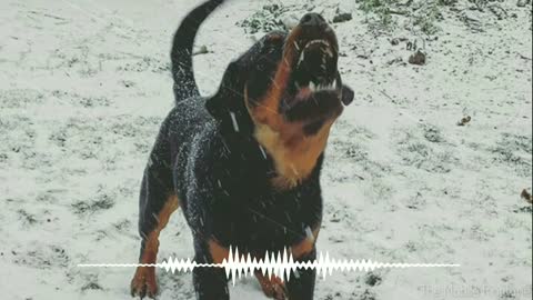 dog barking sound, dog sound effect..