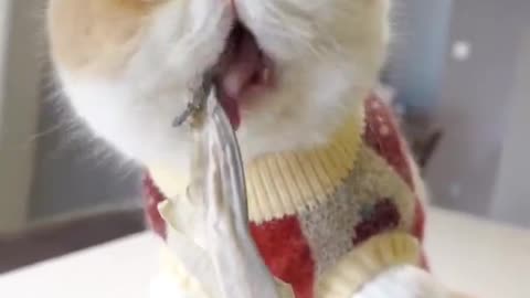 Funniest Cat is Angry_ Best Funny Animal Videos