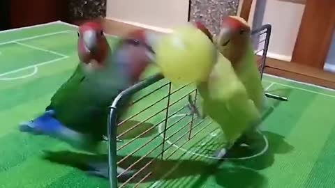 Unexpexted Reaction About playing basketballs in parrots !