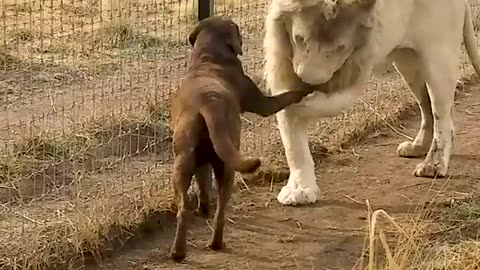 Cute Lion Gives Smooches to Puppy's Paw! HD Discoveries
