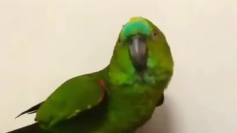 parrot singing Beyonce