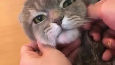 Cute cat getting a massage from his owner