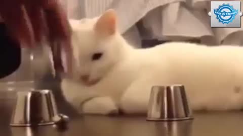 Smartest cat in the world!