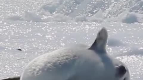 THIS SEAL CAN WAVE ;)