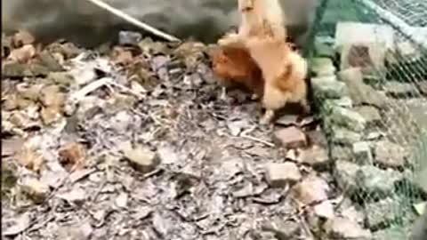 Funny Chicken and Dog