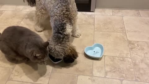 Arabic The baby dog finished his meal and wanted to eat the cat's meal 😂😂