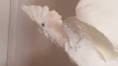 Shocked parrot saying ' what the F..."😂😂😂