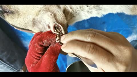 Remove Ticks From Dog, Dog Ticks Removing Video