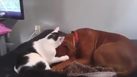 Ducati and his pit bull Tyson BFFs ‏‎