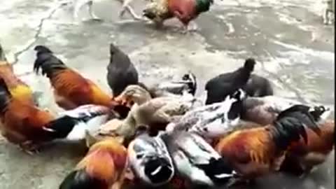 Chicken vs Dog - Extreme animal fight