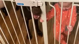 Pawshank Redemption: Watch this dog help a baby escape together